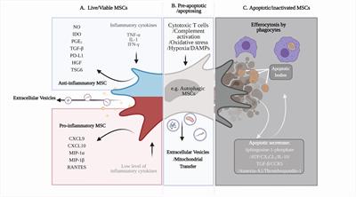 Secondary Lymphoid Organs in Mesenchymal Stromal Cell Therapy: More Than Just a Filter